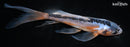 7.25" SHUSUI BUTTERFLY