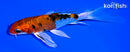 5.5" YAMATO NISHIKI BUTTERFLY