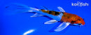 5.5" YAMATO NISHIKI BUTTERFLY