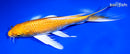 9.5" HARIWAKE BUTTERFLY