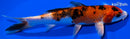 6.5" YAMATO NISHIKI