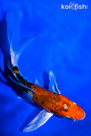 5.5" YAMATO NISHIKI BUTTERFLY