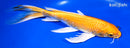 9.5" HARIWAKE BUTTERFLY