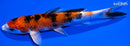6.5" YAMATO NISHIKI