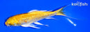 6.5" GINRIN YAMABUKI OGON BUTTERFLY