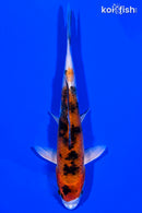 6.5" YAMATO NISHIKI