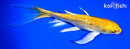 6.5" GINRIN YAMABUKI OGON BUTTERFLY