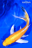 9.5" HARIWAKE BUTTERFLY