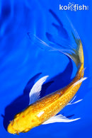 6.5" GINRIN YAMABUKI OGON BUTTERFLY