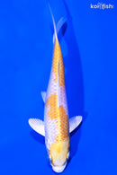 5.75" LEMON HARIWAKE