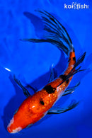 8.25" GINRIN SANKE BUTTERFLY