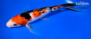9.25" SANKE BUTTERFLY