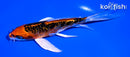 5.25" DOITSU KUJAKU BUTTERFLY