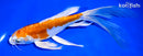 8" KIKUSUI BUTTERFLY