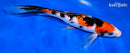 9.25" SANKE BUTTERFLY