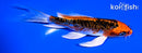 5.25" DOITSU KUJAKU BUTTERFLY