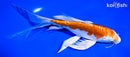 8" KIKUSUI BUTTERFLY
