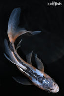 7.25" SHUSUI BUTTERFLY