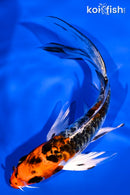 5.25" ARAGOKE BENI KIKOKURYU BUTTERFLY