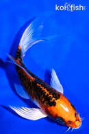 5.25" DOITSU KUJAKU BUTTERFLY