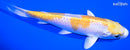 5.75" LEMON HARIWAKE