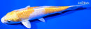 5.75" LEMON HARIWAKE