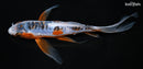6.75" SHUSUI BUTTERFLY