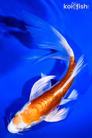 8" KIKUSUI BUTTERFLY