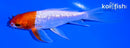 5" GINRIN KOHAKU BUTTERFLY