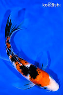 9.25" SANKE BUTTERFLY