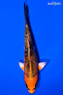 5.75" ORENJI MATSUBA