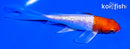 5" GINRIN KOHAKU BUTTERFLY