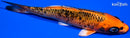 5.75" ORENJI MATSUBA