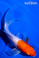 5" GINRIN KOHAKU BUTTERFLY