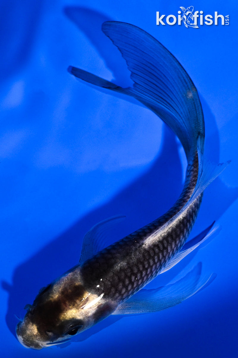 5.25" KABUTO BUTTERFLY