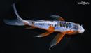6.75" SHUSUI BUTTERFLY