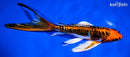 8" BENI KIKOKURYU BUTTERFLY