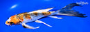 9.5" KUJAKU BUTTERFLY