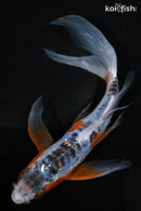 6.75" SHUSUI BUTTERFLY