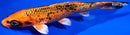 5.75" ORENJI MATSUBA