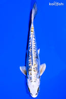 6" GINRIN KIN KIKOKURYU