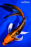 8" BENI KIKOKURYU BUTTERFLY