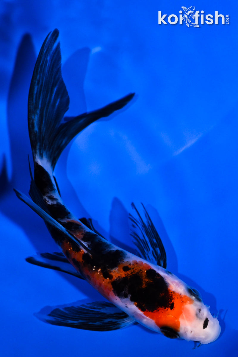 4.75" SANKE BUTTERFLY