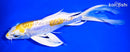 8.75" DOITSU LEMON HARIWAKE BUTTERFLY