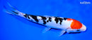 8.75" DOITSU SANKE