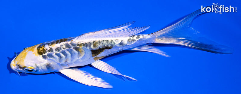 5.25" ARAGOKE KIN KIKOKURYU BUTTERFLY