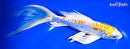 8.75" DOITSU LEMON HARIWAKE BUTTERFLY