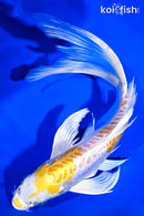 8.75" DOITSU LEMON HARIWAKE BUTTERFLY