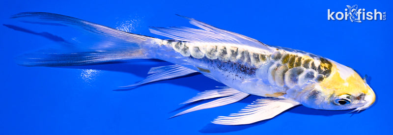 5.25" ARAGOKE KIN KIKOKURYU BUTTERFLY