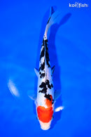 8.75" DOITSU SANKE